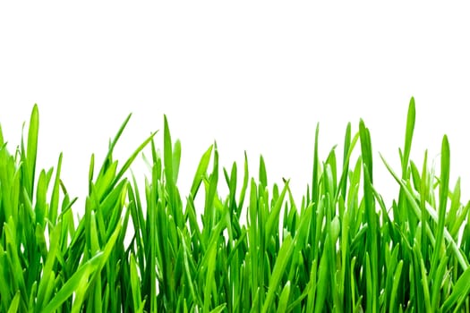 Green grass on white background