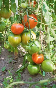 Plentiful fructification of tomatoes on a plantation of an open ground
