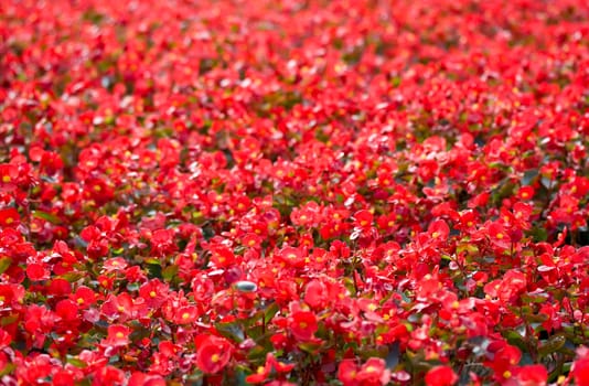 Red flowers flowerbed in a park