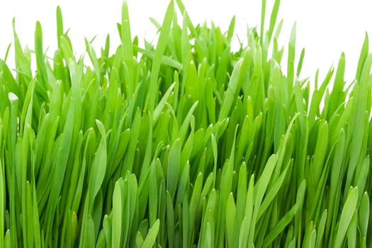 Fresh green grass on white isolated background