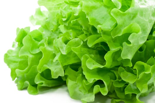 Fresh green Lettuce salad on white background
