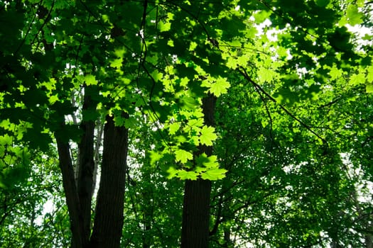 A sunny day in the forest with maple trees