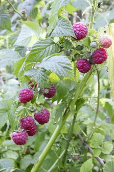 Ramus of a wild raspberry with ripe berries