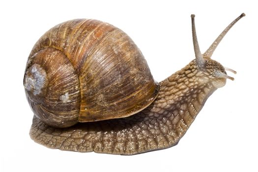 Funny snail on a white background