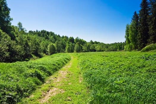 Road in beautiful meadow in summer