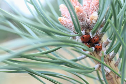 Group of four ladybirds on the top part of a young branch of a pine