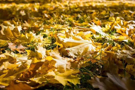 Yellow fallen leaves. It can be used as background