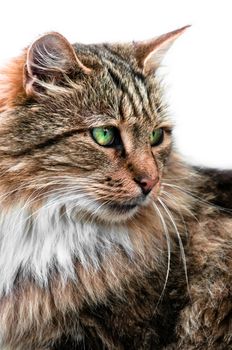 Looking cat with large and green eyes portrait side view