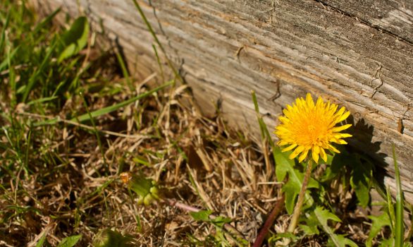 Yellow dandelion on black and white grass.