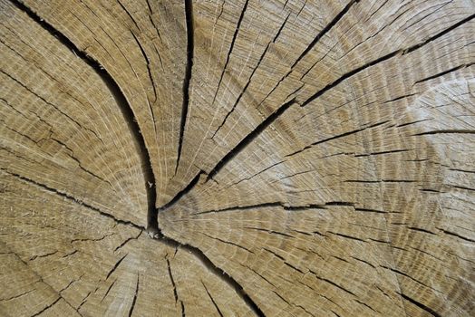 Detail of a cut tree trunk with rings and cracks