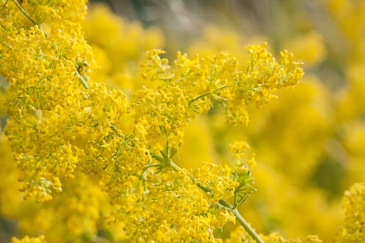 abstract yellow flowers on field