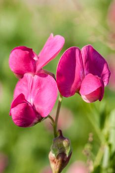 Pink field flower