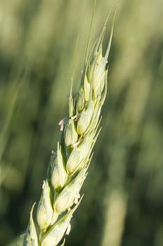 Wheat close-up