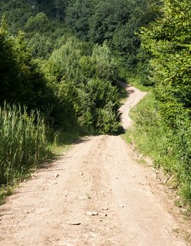 Road in the forest