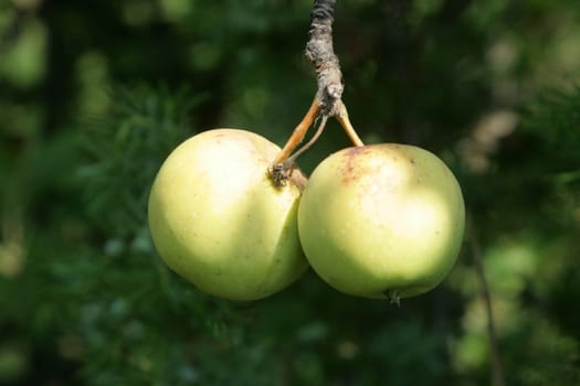ripe summer apples
