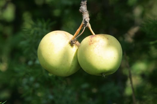 ripe summer apples
