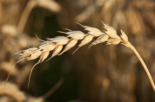 Wheat close-up