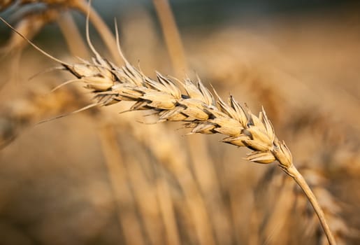 Wheat close-up