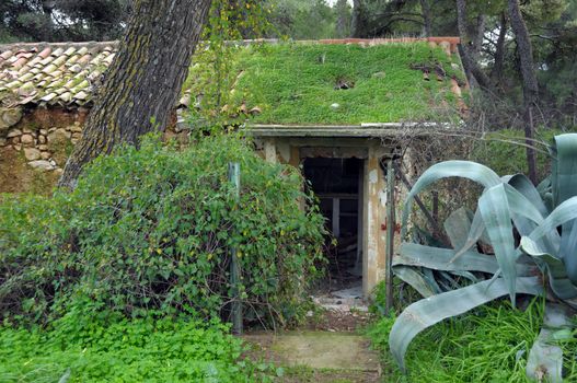Abandoned house in a forest overrun by nature. Grass covered roof and overgrown plants.