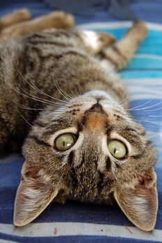 Gray cat with green eyes. Domestic animal portrait.