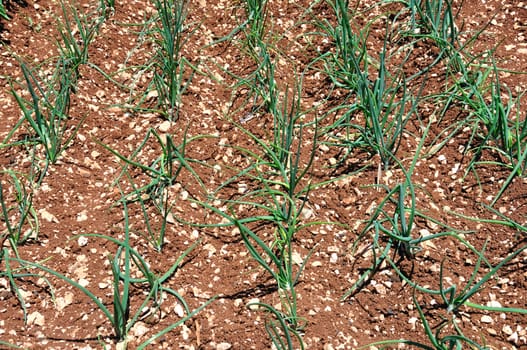 Rows of green onions sprouts planted in a field. 