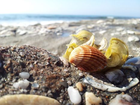 shell and beach in spain (almeria)