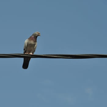 Pigeon bird on a wire. Abstract nature background.
