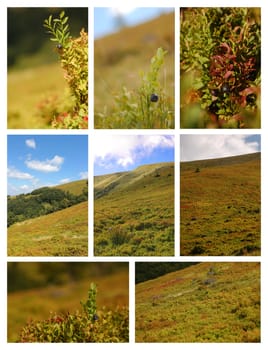 Blueberry bushes on the slopes of the mountains with the sky