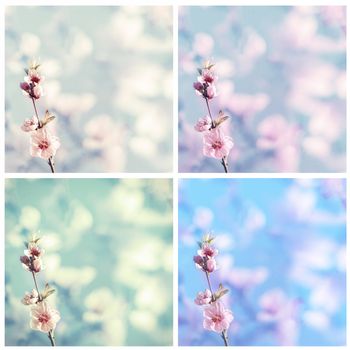 Pink blossom of cherry over blue sky, Photo set