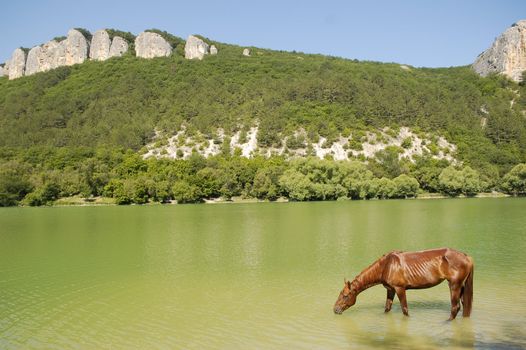 Horse drinking in a pond, near the forests with mountains