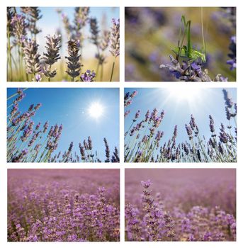 Set of six pictures with lavander closeups, horisont and over sky. Environmental natural lavender сollage over sky.