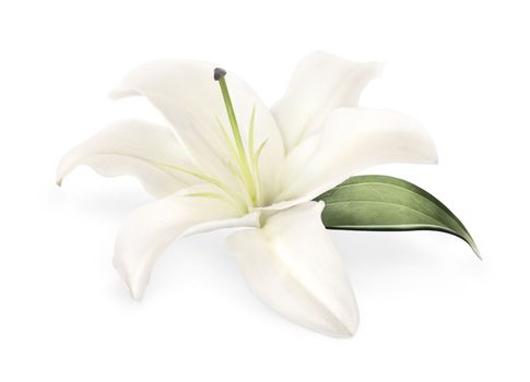 Photo white lily isolated on a white background