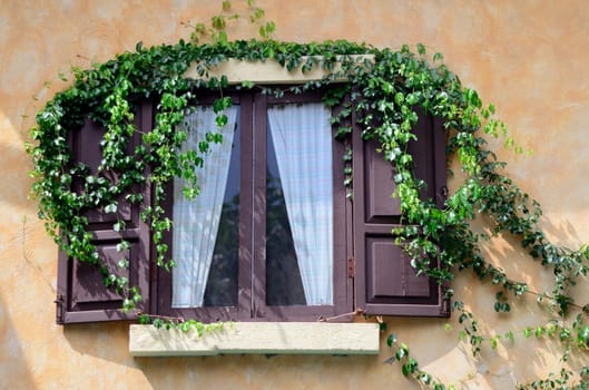 Nice window with ivy in urban style