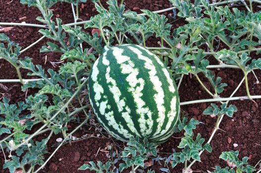 Watermelon fruit and leaves closeup. Plantation in the countryside.