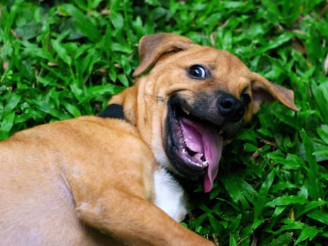 Funny dog smile with grass background