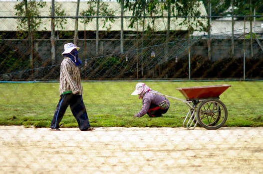 Labor setting the grass on football field