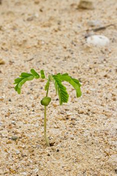Small tamarind tree growing in dry sand surface
