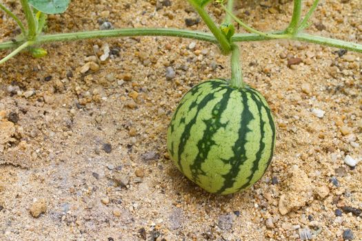 Small watermelon growing on dry sand sureface