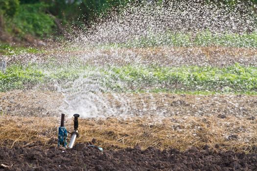 Sprinker watering the garden in thailand