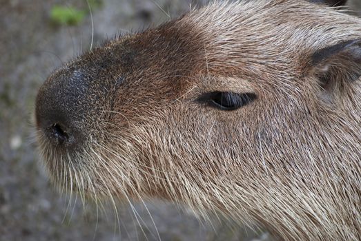 Close up of capybara (Hydrochoerus hydrochaeris ), largest living rodent in the world.