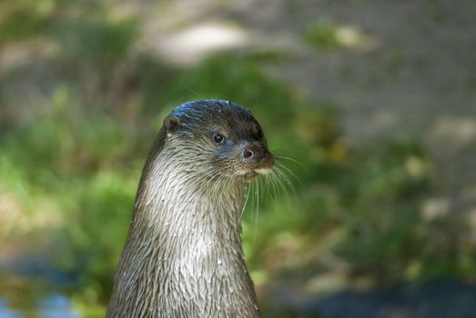 European otter, (Lutra lutra), or Eurasian otter, Eurasian river otter, common otter or Old World otter, typical of freshwater otters