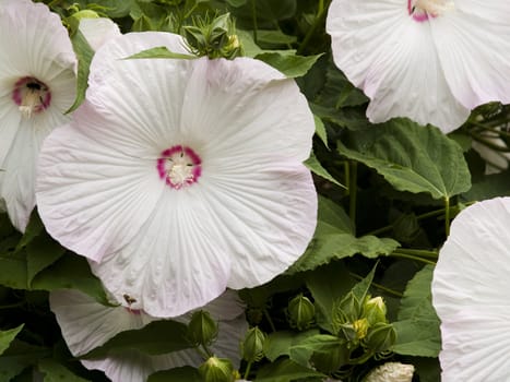 Beautiful white hibiscus flower shot in natural light.