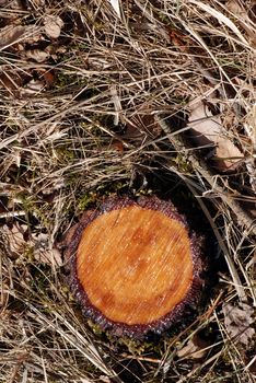 Stump of a freshly chopped tree is covered by pitch