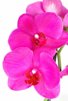 Beautiful blooming pink orchid (Phalaenopsis) isolated 