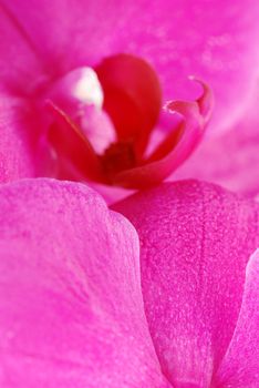 Beautiful pink orchid blossom - detail of abstract flower petals