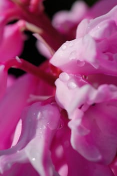 Macro of a pink hyacinth flower with small drops of dew