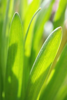 Fresh green spring leaves of a tulip