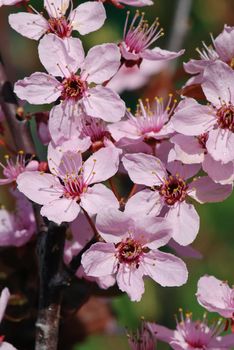 Spring bloom of a wild apple tree with a blurred background