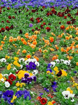 Flower bed in a spring full of multicolored pansies
