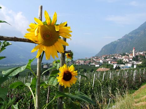 Sonnenblume im Vinschgau bei Partschins
